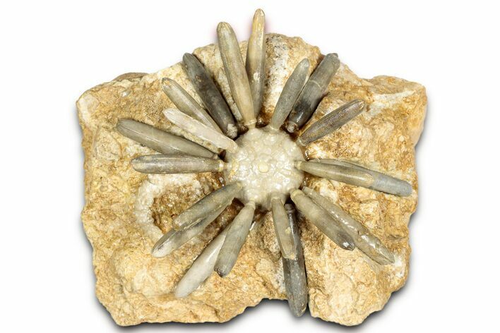 Jurassic Club Urchin (Asterocidaris) - Boulemane, Morocco #339392
